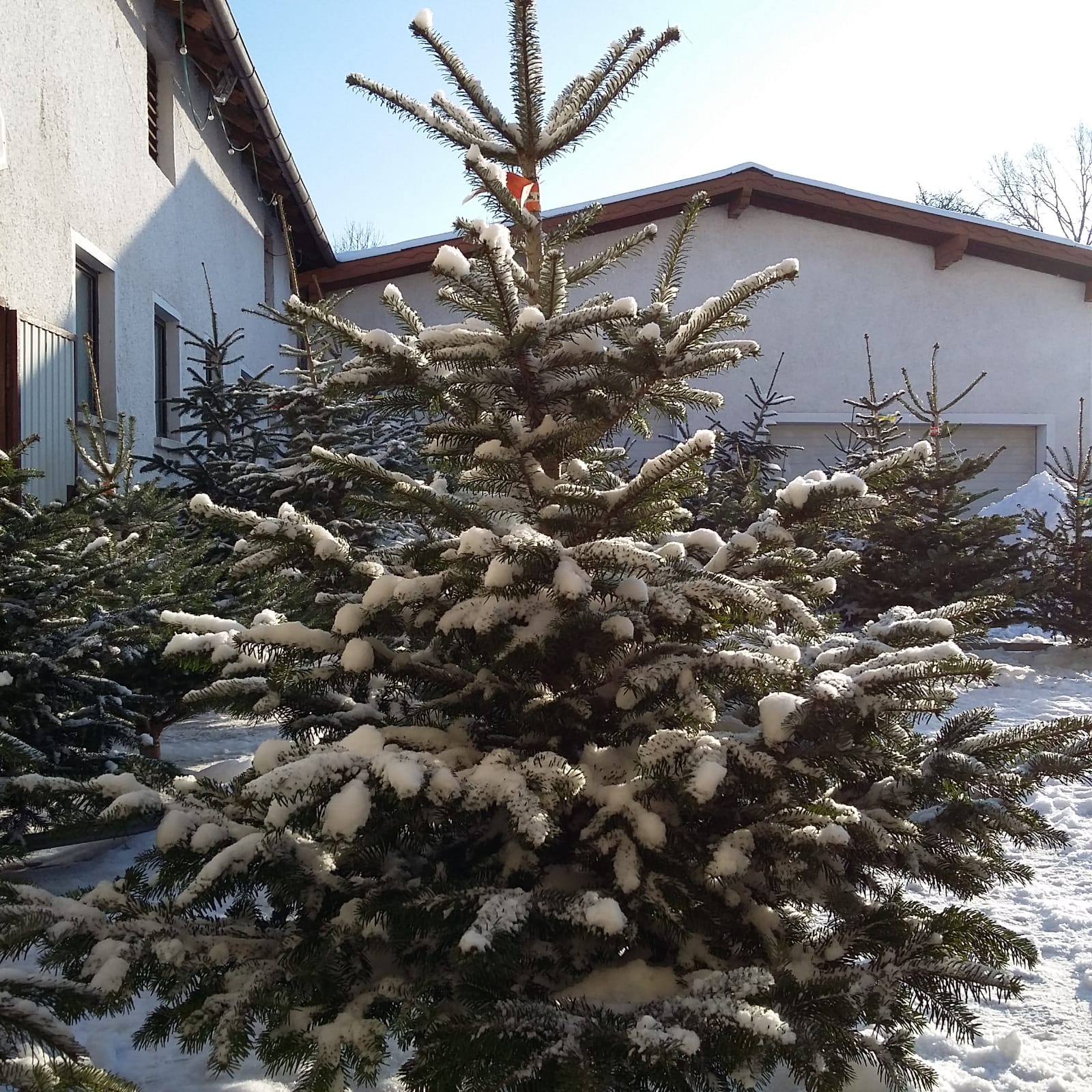 Christbaum